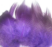 gadwall  flanks fl purple N. Spirit
